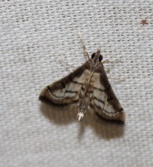 Marasmia cochrusalis