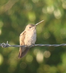 Trochilidae