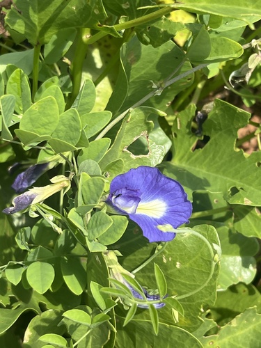 Blue Pea (Clitoria ternatea)