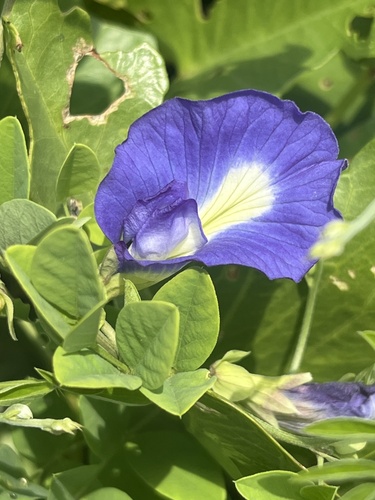 Azulejo (Clitoria ternatea)