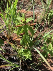 Acalypha punctata punctata
