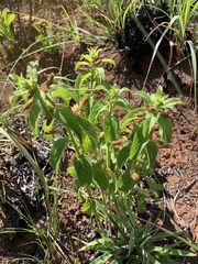 Acalypha punctata punctata