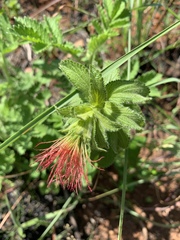 Acalypha punctata punctata