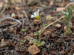 Linanthus inyoensis