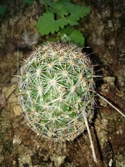 Mammillaria sheldonii