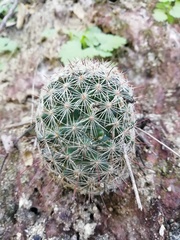Mammillaria sheldonii