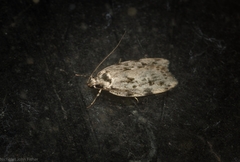 Barea nymphica