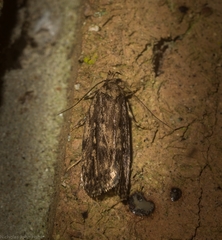 Barea crassipalpis