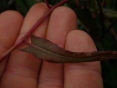 Persicaria strigosa