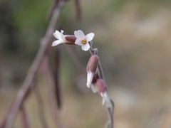 Boechera glaucovalvula