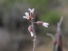 Boechera glaucovalvula