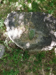 Stenocereus montanus