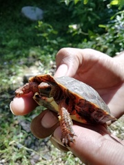 Rhinoclemmys pulcherrima rogerbarbouri