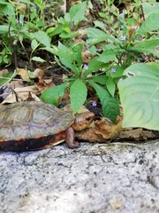 Rhinoclemmys pulcherrima rogerbarbouri