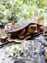 Rhinoclemmys pulcherrima rogerbarbouri