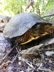 Rhinoclemmys pulcherrima rogerbarbouri