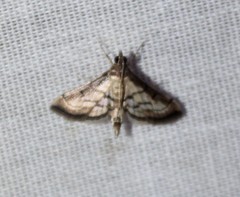 Marasmia cochrusalis