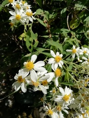 Montanoa leucantha