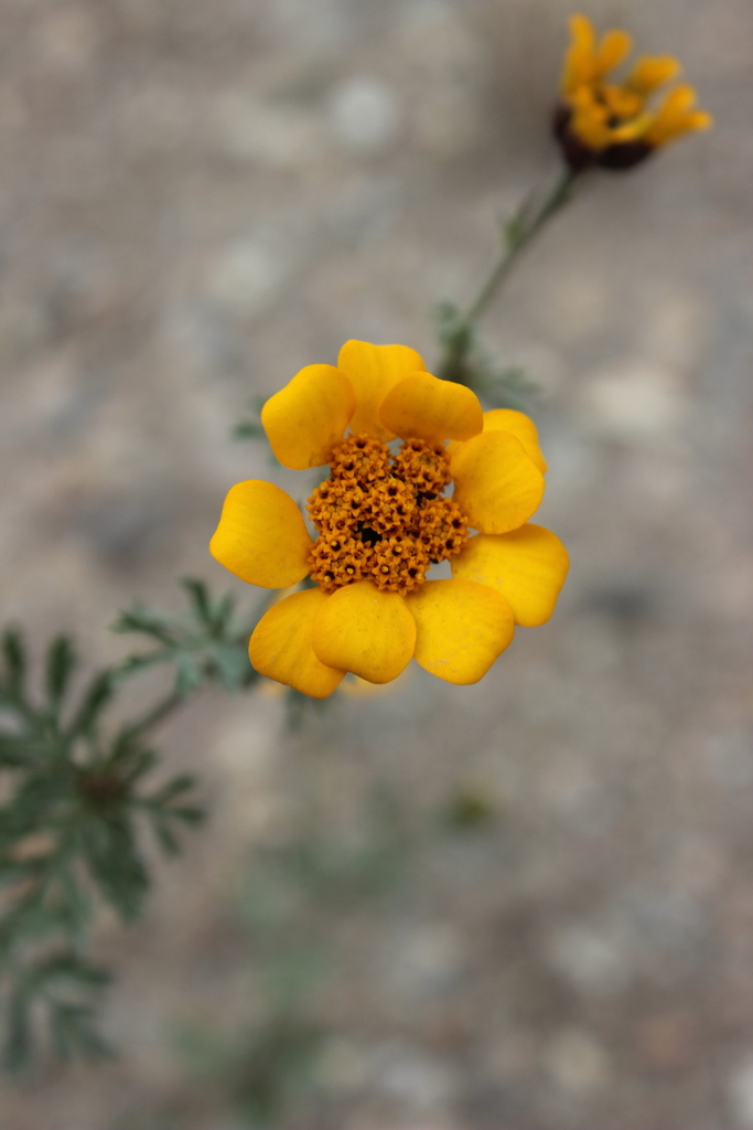 Dyssodia decipiens