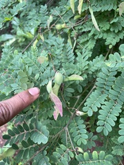 Six-Petal Wing-Pea (Pterolobium hexapetalum)