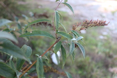 Holcostethus albipes