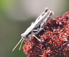 Melanoplus cinereus