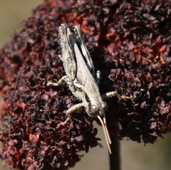 Melanoplus cinereus