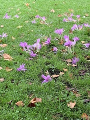 Colchicum