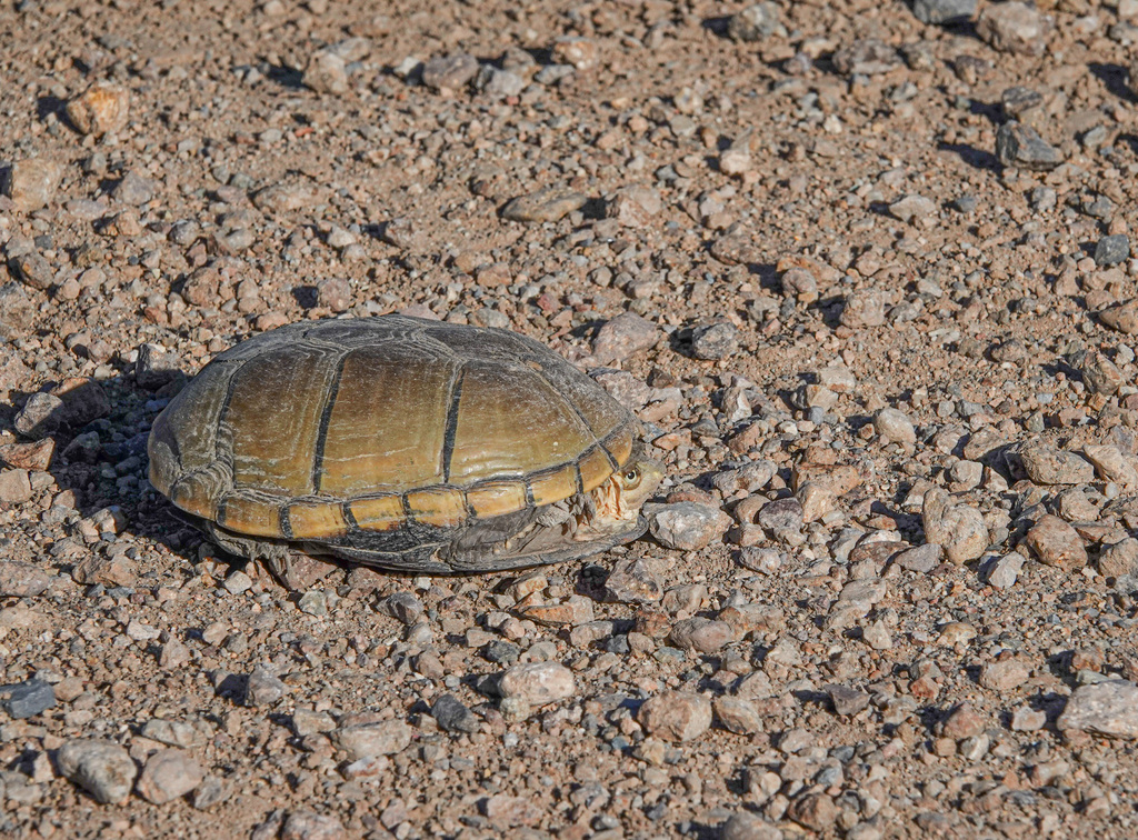 Yellow Mus Turtle Yellow Mud Turtle in July 2025 by Mark Otnes · iNaturalist