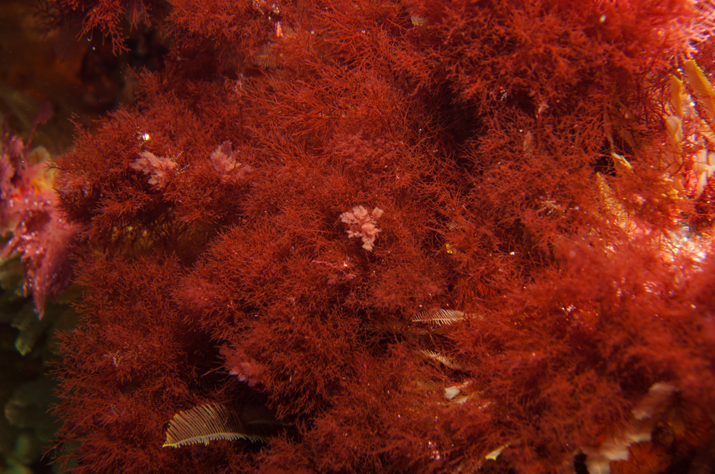 Taylorophycus