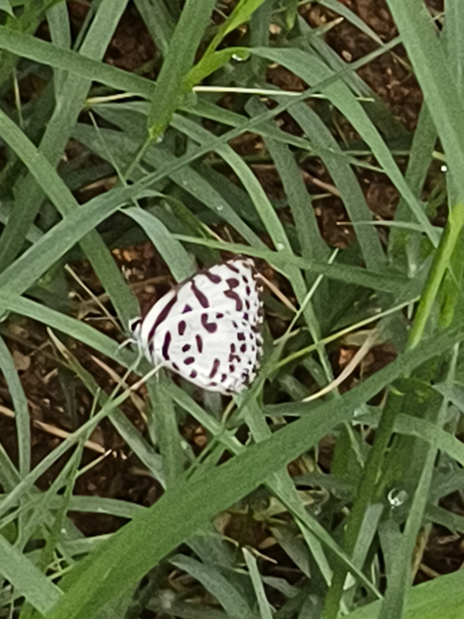 Common Pierrot