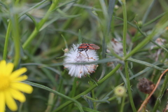 Spilostethus furcula