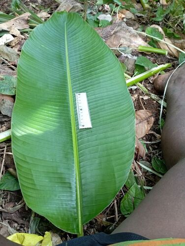 Heliconia indica observed 2025-07-19