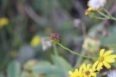 Spilostethus furcula