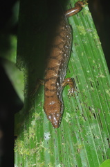 Tropidophorus beccarii