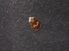 Cnesteboda celligera