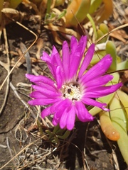 Disphyma crassifolium