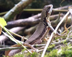 Leiocephalus macropus