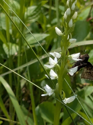 Northern Cloudywing photo 2