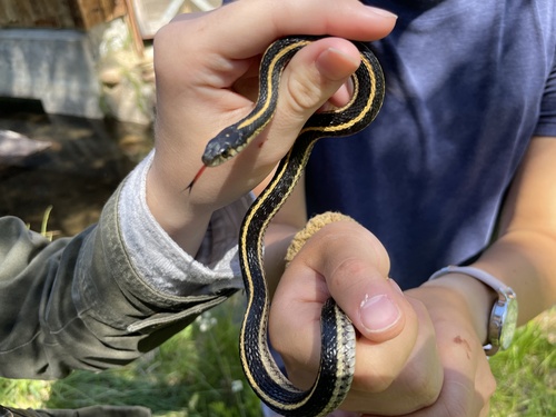 iNaturalist observation photo of Mountain Garter Snake