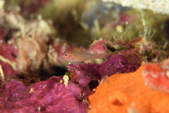 Face-Stripe Pygmy Goby photo 2