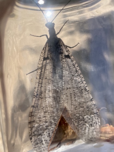iNaturalist observation photo of Fishflies