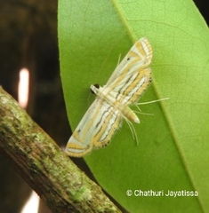 Parapoynx villidalis