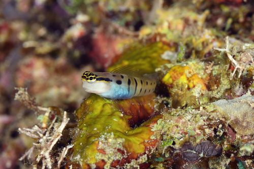 Randall's blenny (Ecsenius randalli) — Blenniidae — 2