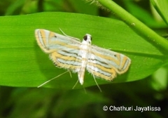 Parapoynx villidalis