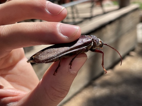 iNaturalist observation photo of Spined Woodborer
