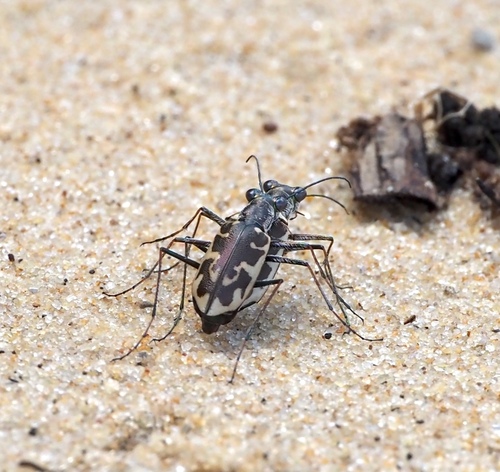 Puritan Tiger Beetle photo 3