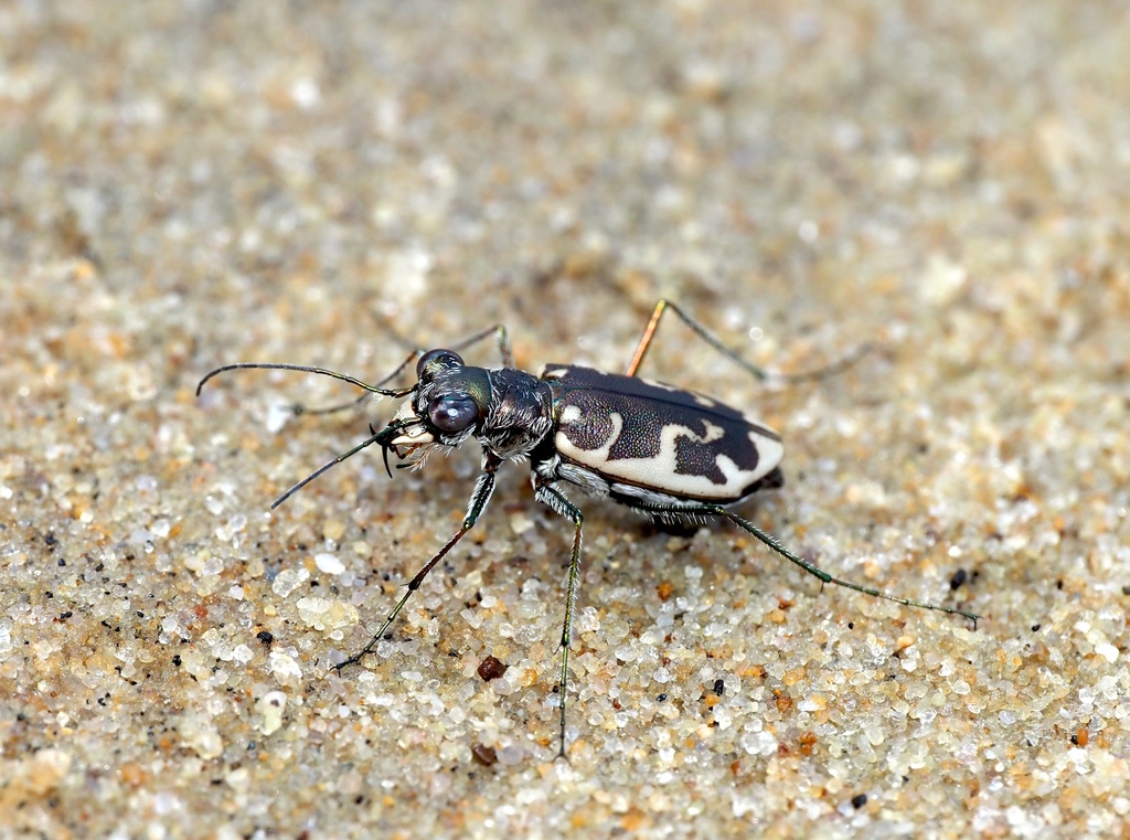 Puritan Tiger Beetle