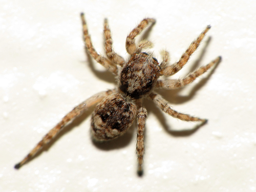 Asiatic Wall Jumping Spider