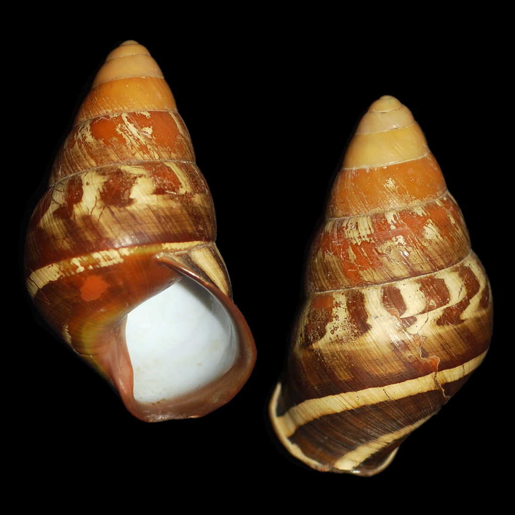 Helicostyla bicolorata